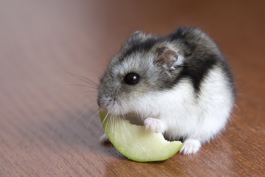cute hamster eats a slice of apple