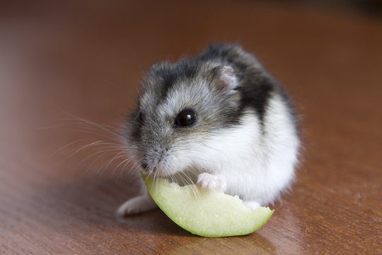 cute hamster eats a slice of apple