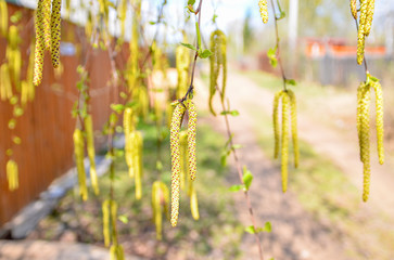 birch branches in spring