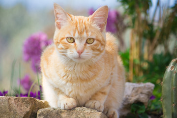 Gatto rosso fra i fiori
