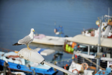 Seagull in a harbor