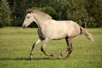 Fototapeta na wymiar Young gray andalusian spanish horse galloping free
