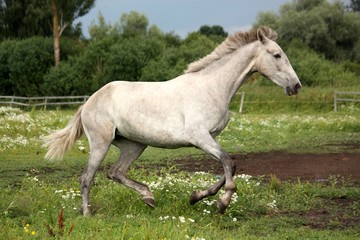 Naklejka na ściany i meble Gray andalusian horse galloping at flower field
