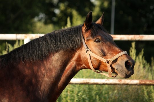 Portrait of brown horse neighing
