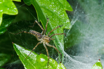 Jumping spider on green leaf