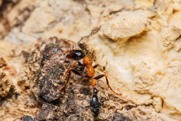 Black worker ants
