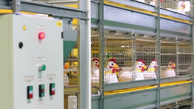 Demonstration of industrial incubator with soft toy chickens