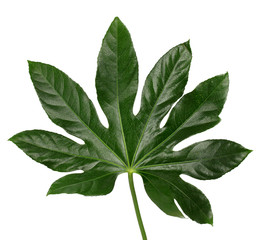 very large green leaf on a white background