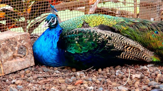 Peacock is resting lying on the ground