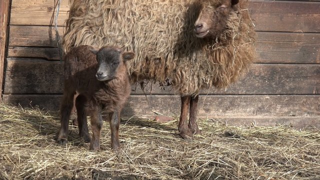 Schaf mit Lamm steht vor dem Stall