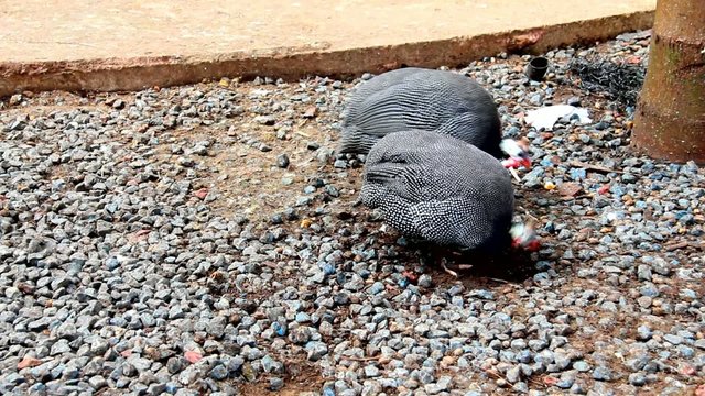 Helmitted Guinea fowls walking around looking for food