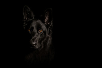 Black German Shepard