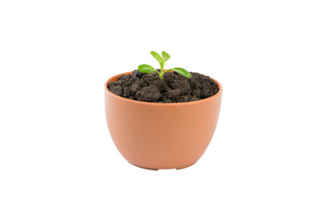 Young green tree in flower pot