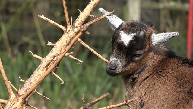 Zicklein knabbert an kahlem Baum