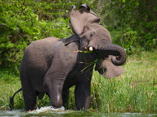 The elephant is in the water. Uganda.