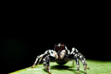 Spider on green leaf