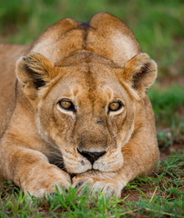 Obraz na płótnie Canvas Portrait of a lioness. Uganda.