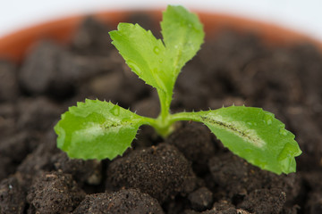 Closed up Young green tree in flower pot