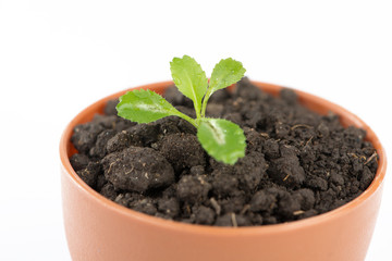 Young green tree in flower pot