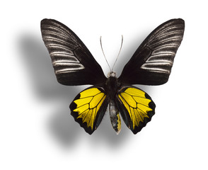 Butterfly isolated on white.