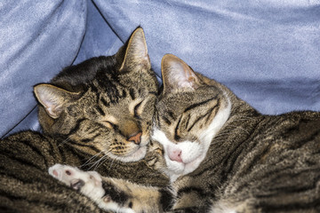 cute cats sleeping on a sofa