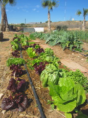 Fototapeta na wymiar varieties of lettuce in ecological garden