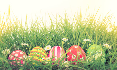 Easter Eggs with flower on Fresh Green Grass ( Filtered image pr