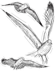 Seagull Drawings
