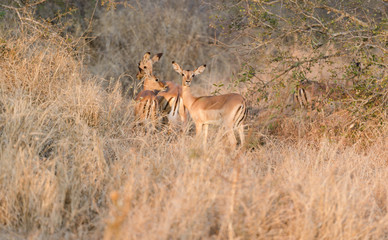 Naklejka na ściany i meble Impalas in Kruger Park