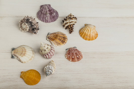 colourful seashells on wood