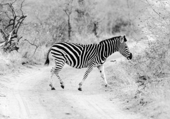 Fototapeta na wymiar Zebra in Kruger Park