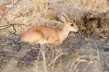 Steenbok in Kruger Park