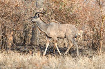 Obraz na płótnie Canvas Kudu in Kruger Park