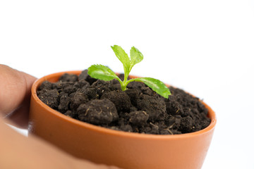Young green tree in flower pot