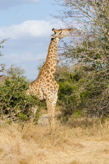 Giraffe in Kruger Park
