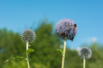 flowers summer