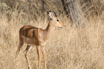 Impala in Kruger Park