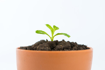 Young green tree in flower pot