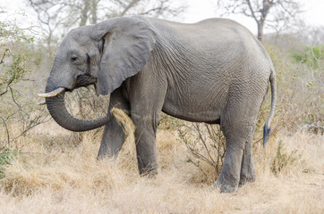 Elephant in Kruger Park