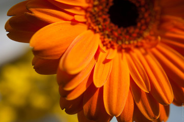 fiore