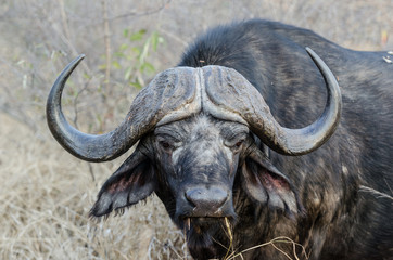 Naklejka premium Wild Cape Buffalo in Kruger Park