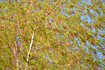 Blossoming of a birch of povisly (warty) (Betula pendula Roth).