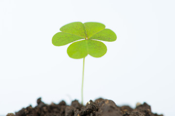 Young green tree in flower pot
