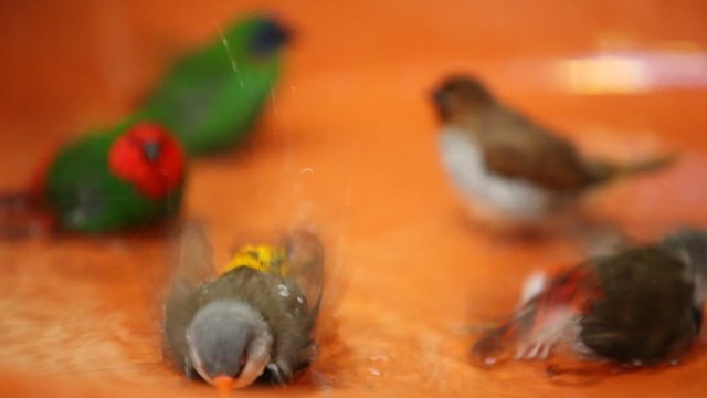 Five little birds playing in water and wash their feathers