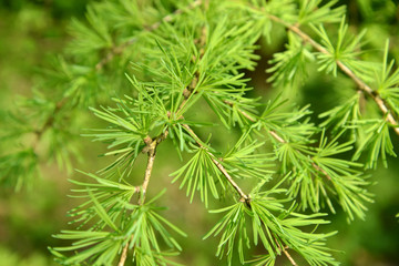 Branches with young green needles of a larch European (Larix dec - obrazy, fototapety, plakaty