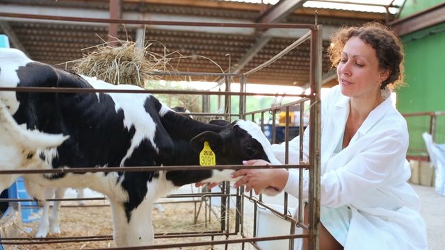Young woman in white robe caresses small calf at cow farm.