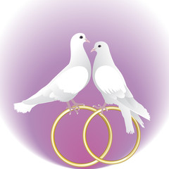 Two white pigeons and gold wedding rings