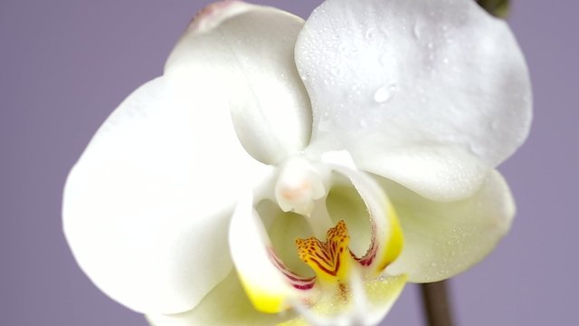 White orchid flower and spraying water droplets