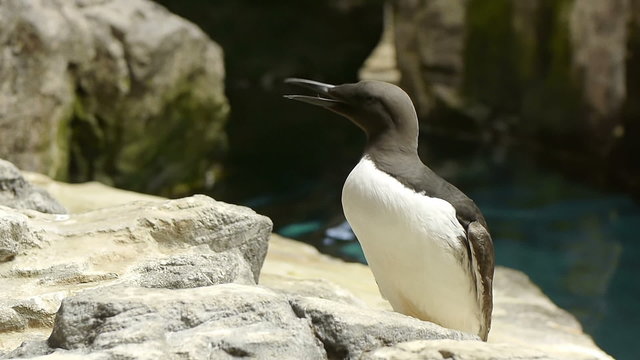 Common murre opens its beak