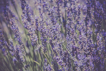 Lavender Bush